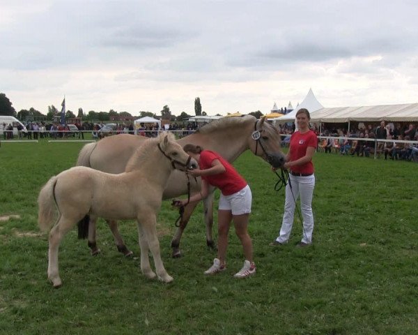 horse Ilyas (Fjord Horse, 2013, from Ismo)