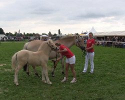 Pferd Ilyas (Fjordpferd, 2013, von Ismo)