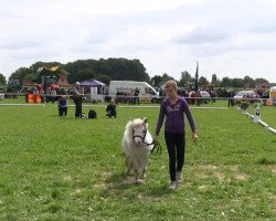 Zuchtstute Manou (Shetland Pony, 2010, von Maestoso)