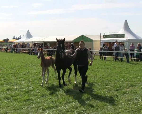 Dressurpferd Stute von Valido's Boy (Deutsches Reitpony, 2013, von Valido's Boy)