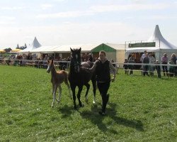 Dressurpferd Stute von Valido's Boy (Deutsches Reitpony, 2013, von Valido's Boy)