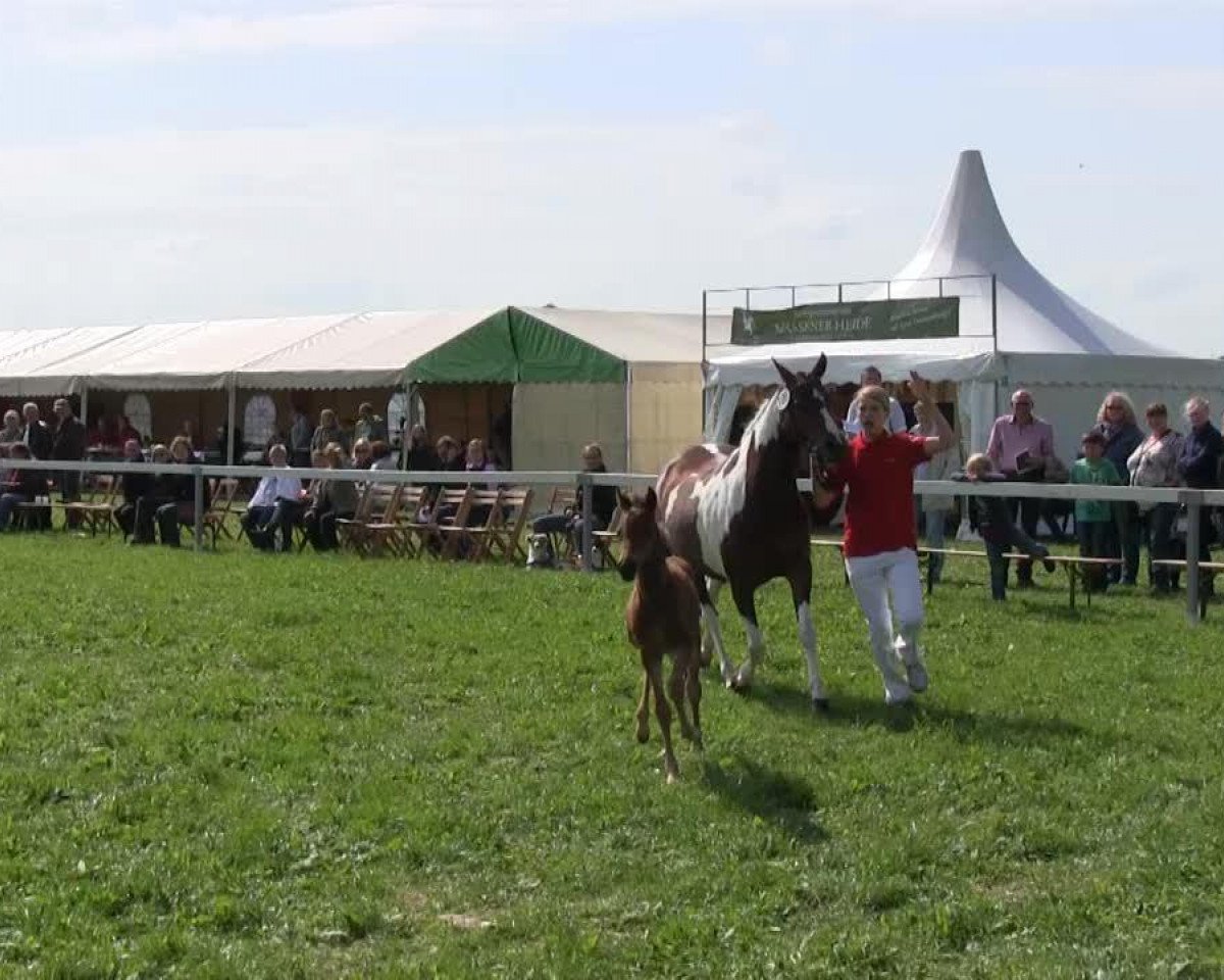 Dressurpferd Nobels Nepomuk (Deutsches Reitpony, 2013, von Nobel Nagano NRW)