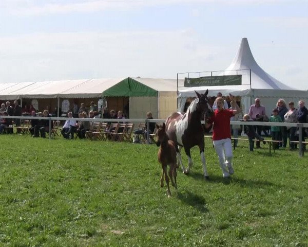 dressage horse Nepomuk (German Riding Pony, 2013, from Nobel Nagano NRW)