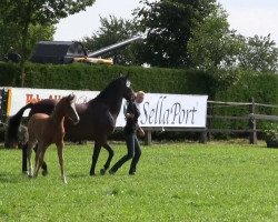 horse Valentino 409 (German Riding Pony, 2013, from Valido's Boy)