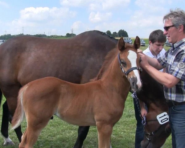 dressage horse Hengst von Fürst Piccolo (Westphalian, 2013, from Fürst Piccolo)