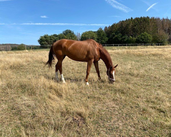 broodmare Delia (Hanoverian, 2012, from Dancier)