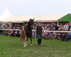 Dressurpferd Hengst von Riccione (Westfale, 2013, von Riccione)