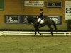 dressage horse Schliemann (Westphalian, 2004, from Sterling)