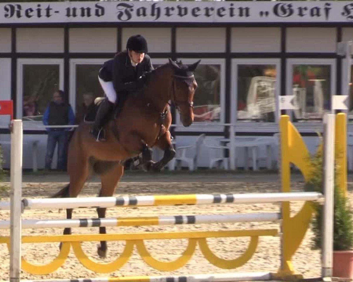 jumper Clooney 60 (Westphalian, 2009, from Concetto)