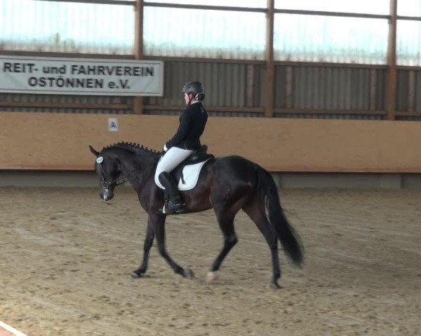 dressage horse Ramazotti 183 (Westphalian, 2008, from Rock Forever NRW)