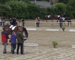 dressage horse Codex 24 (Westfale, 2009)