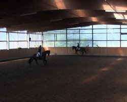 dressage horse Sapphire 4 (Oldenburg, 2009, from Sir Donnerhall I)