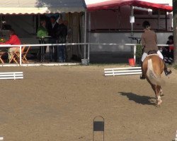 dressage horse PAV Nespresso (German Riding Pony, 2010, from Nemax)