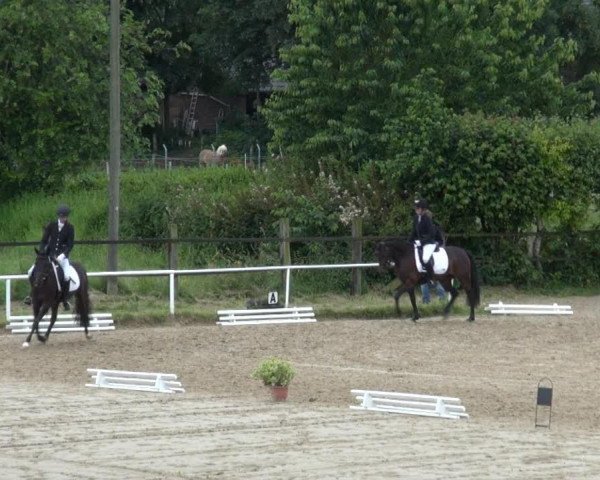 dressage horse Chivas Macaroon Deva (Westphalian, 2009, from Don Miguel Fh)