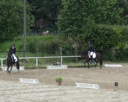 dressage horse Chivas Macaroon Deva (German Riding Pony, 2009, from Don Miguel Fh)