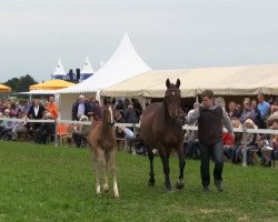 broodmare Cordynia (Westphalian, 2013, from Cordynox)