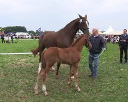 Springpferd Sause (Westfale, 2013, von Sir Fidergold)