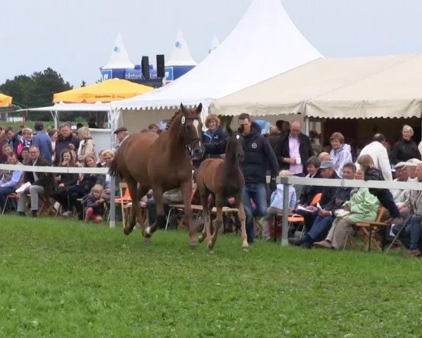 Dressurpferd Bellvito (Westfale, 2013, von Belissimo NRW)