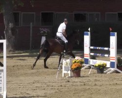 jumper Sagatiba (Hanoverian, 2008, from Stenograph)