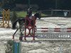 jumper Cabana 12 (German Warmblood, 2009, from Contenaro)