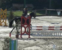 jumper Cabana 12 (German Warmblood, 2009, from Contenaro)