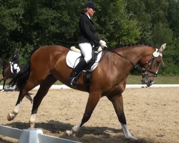 Dressurpferd Alejandro 6 (KWPN (Niederländisches Warmblut), 2008, von Andiamo)