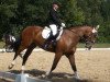 dressage horse Alejandro 6 (KWPN (Royal Dutch Sporthorse), 2008, from Andiamo)