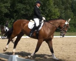 Dressurpferd Alejandro 6 (KWPN (Niederländisches Warmblut), 2008, von Andiamo)