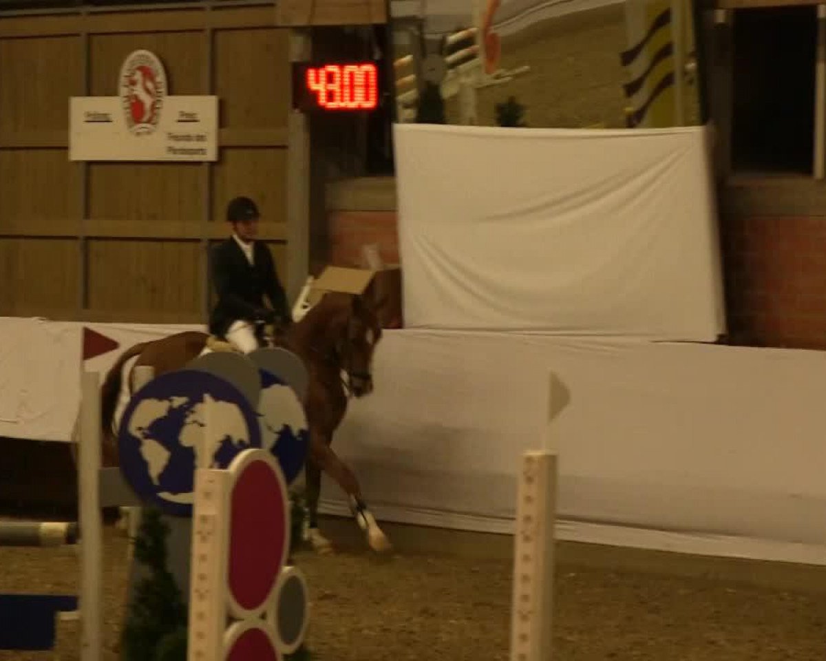 jumper Lugata 2 (Westphalian, 2008, from Lugato)