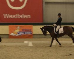 dressage horse Riccio Star (Westphalian, 2009, from Riccio)