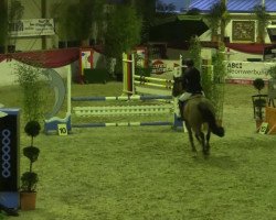 jumper Alice Springs (Hanoverian, 2008, from Argentinus)