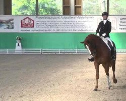 dressage horse Laurent 11 (Hanoverian, 2007, from Locksley II)