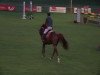 jumper Bacato (Oldenburg show jumper, 2007, from Baloubet du Rouet)