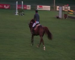 Springpferd Bacato (Oldenburger Springpferd, 2007, von Baloubet du Rouet)