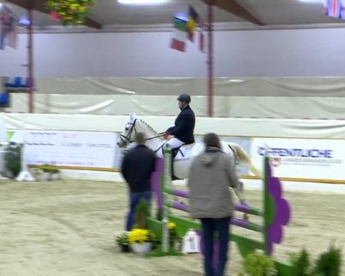 Springpferd Charmeur 423 (Oldenburger Springpferd, 2006, von Celano)