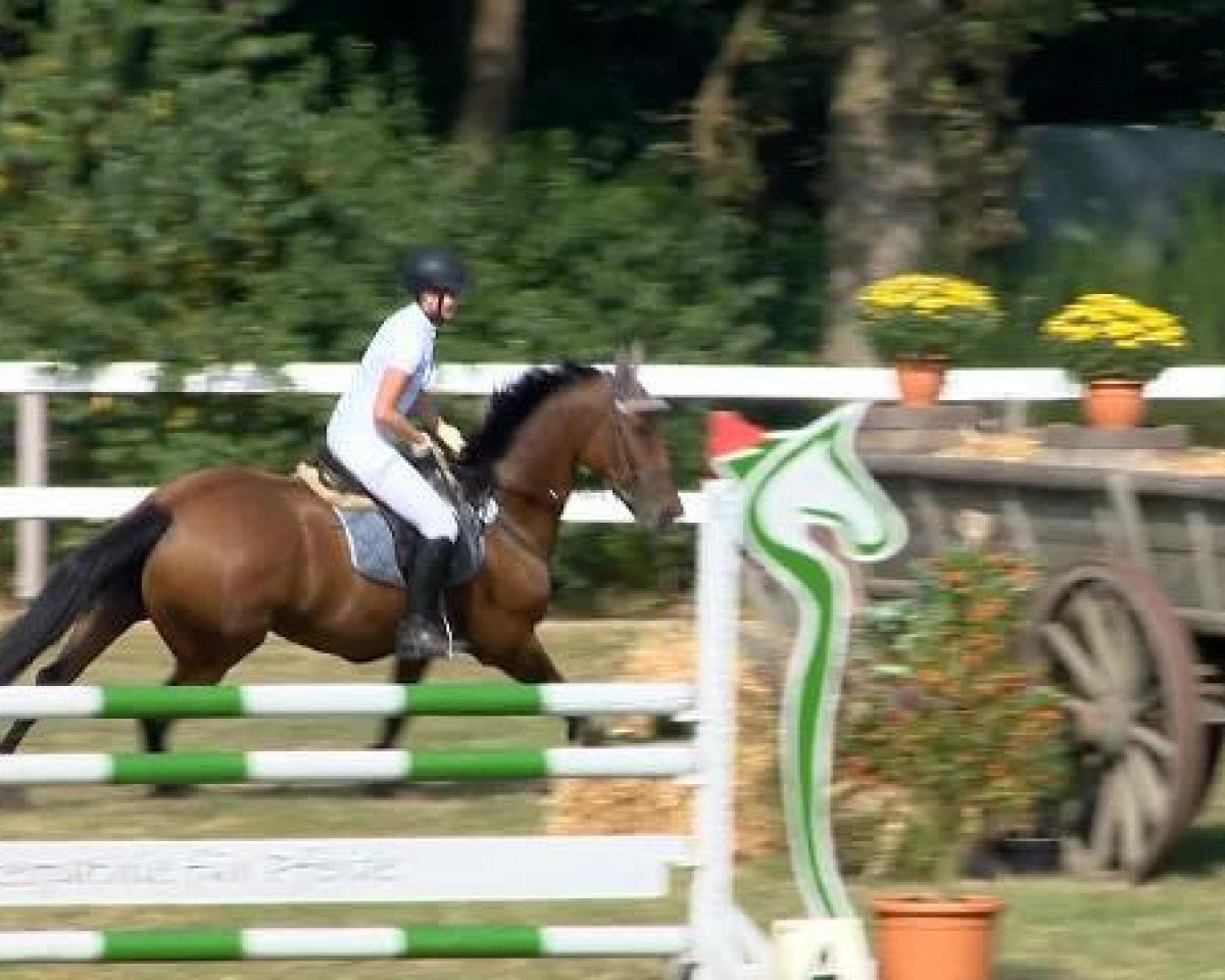 jumper Checker's Troublemaker H (Oldenburg, 2009, from Check In 2)