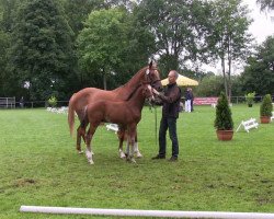 Springpferd Comme Il Faut's Rubin (Westfale, 2013, von Comme il Faut)