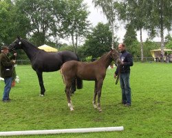 dressage horse Bella Rose (Westphalian, 2013, from Bretton Woods)