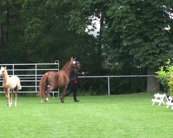 dressage horse Stute von Dance Star AT (German Riding Pony, 2013, from Dance Star AT)