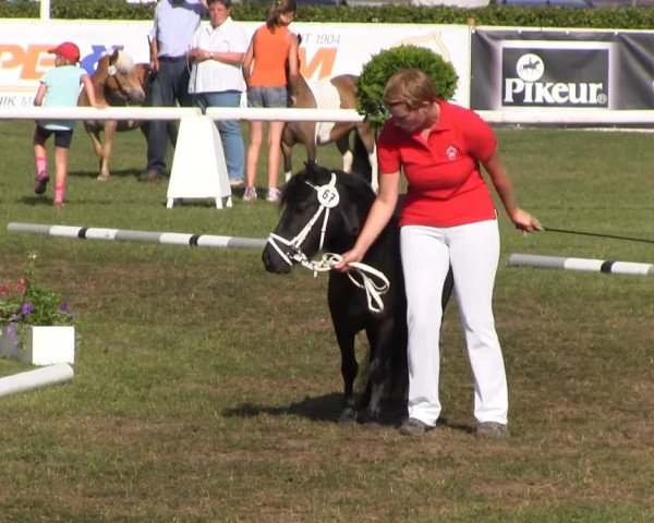 dressage horse Prada vom Fasanenweg (Shetland Pony, 2010, from Puschel)