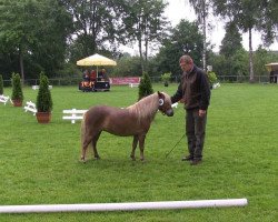 dressage horse Stute von Puschel (Shetland Pony, 2010, from Puschel)