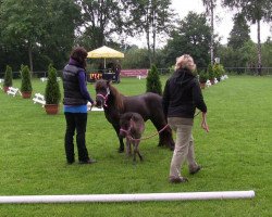 Pferd Stute von Chris (Shetland Pony, 2013, von Chris van de Provincialeweg)