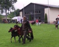 dressage horse Stute von Old Shatterhand (Shetland Pony, 2013, from Old Shatterhand)