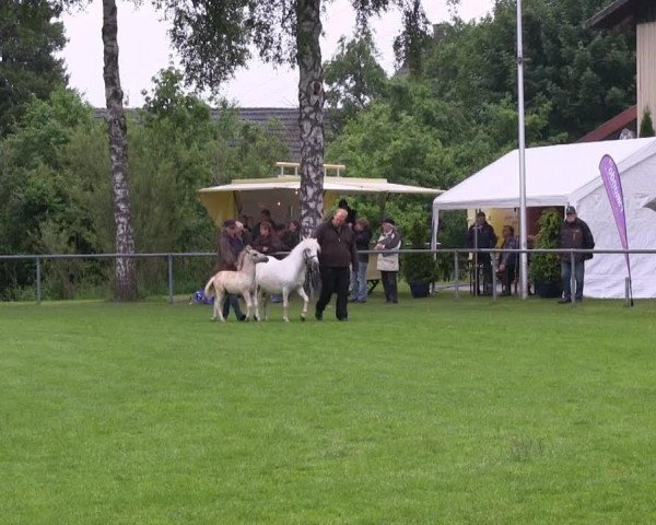 horse Zorro von Esbeck (Shetland Pony, 2013, from Zlatan van Hoeve Eelwerd)