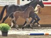 dressage horse Ronaldo 229 (Hanoverian, 2013, from Royal Classic I)