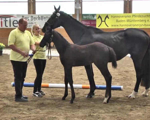 dressage horse Schokoprinz (Hanoverian, 2013, from Swarovski)