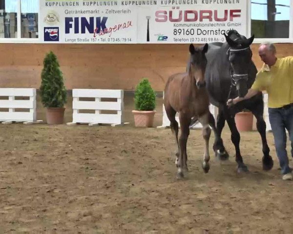 dressage horse Don (Hanoverian, 2013, from Diamond Hit)