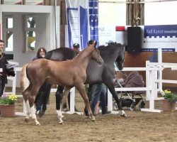 dressage horse Hengst von Fiorano (Hanoverian, 2013, from Fiorano)