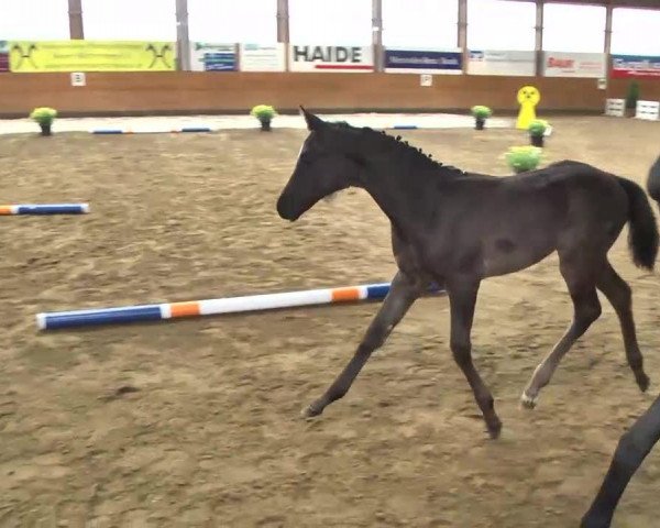 dressage horse Fabella Noir (Hanoverian, 2013, from Fürst Romancier)