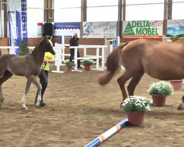 dressage horse Stute von Royal Classic (Hanoverian, 2013, from Royal Classic I)